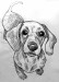 dog-drawing-thypix-44-509x700