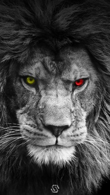 297-2979692_galatasaray-lion