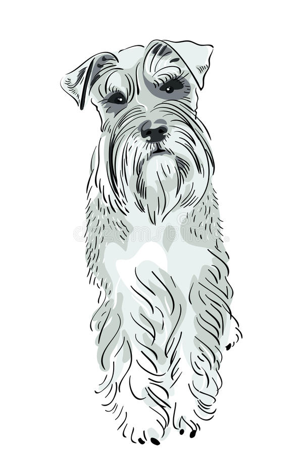 cão-do-schnauzer-diminuto-do-vetor-20796007