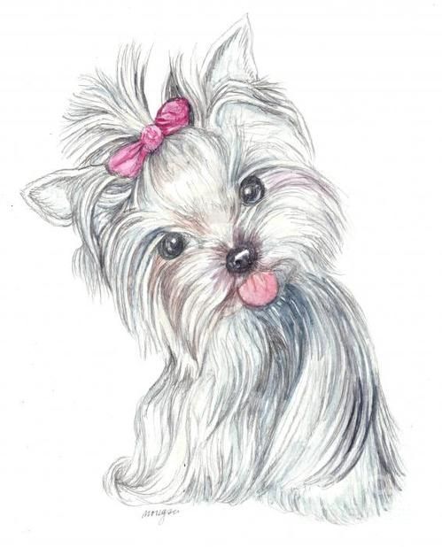26d5ca93530e57a9481a124e9546cef9--yorkshire-terrier-terriers