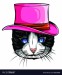 animal-portrait-cat-in-tall-hat-vector-28156869